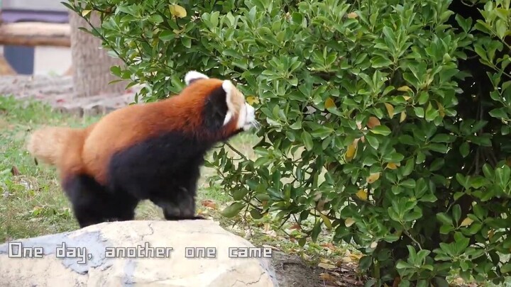 The Red Panda's little tree is occupied by someone else