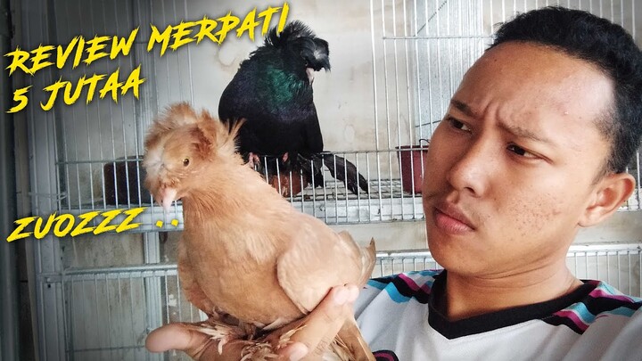 REVIEW MERPATI HIAS HARGA 5 JUTAAA - MANTUULLL