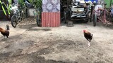 Broodcocks on molt (bulag vs putol)
