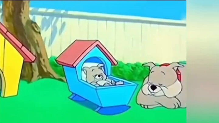 Ketika kucing dan tikus bersinar dalam kenyataan...