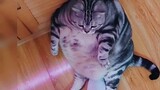 แมวอ้วนตัวใหญ่กินอะไรจนโต?