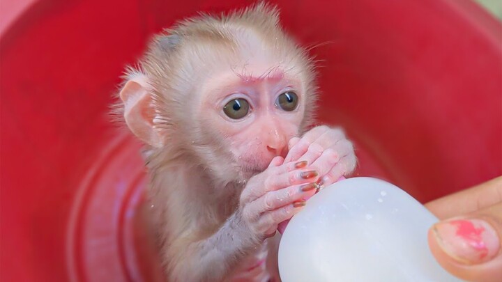 Extremely Adorable Baby Monkey!! Little Baby Luca Happy Drinking Milk In Small Basket Bathing