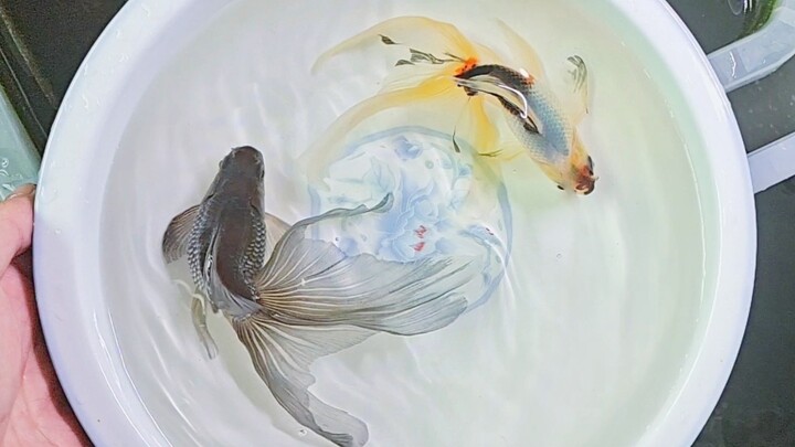 Ikan Mas Tinta Bergaya Tradisional Tiongkok