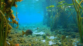 Underwater wildlife with fresh water vegetation and wild fish. Beautiful tropical landscape.