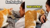 NGAKAK BANGET.!😂 Kucing Oren Marah-Marah Gara-Gara Suara Fals Majikannya Saat Nyanyi