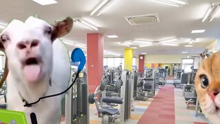 [Meme người lớn/mèo] Bóng tối của việc tập gym (2)