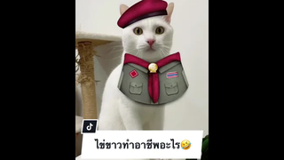 ไข่ขาวทำอาชีพอะไร🤣