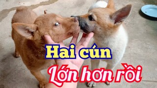 Hai em mông cộc mau ăn chóng lớn, rất đáng yêu.