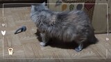 Mouse | Cat Vlog #24