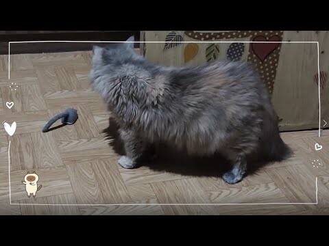 Mouse | Cat Vlog #24