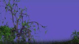 4k animated trees, twigs and grass bluesreen