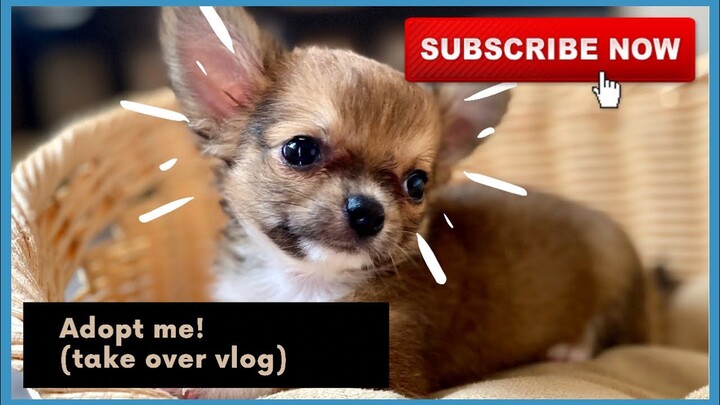 ADOPT ME! NAG VLOG YUNG CHIHUAHUA KO! | SUPER MARCOS VLOGS