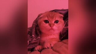 Hôm nay nghe gì ❤️❤️🤣trend tiktok videomeo mèoo meow meo meocute trending