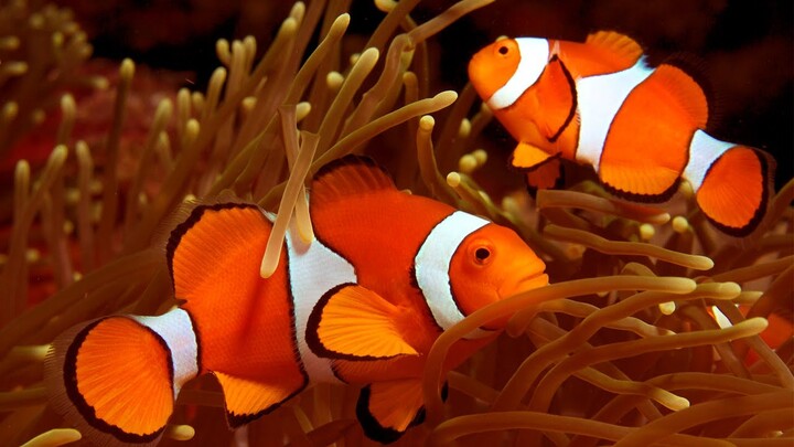 Bisa Jadi Jantan Bisa Jadi Betina Ini 5 Fakta Menarik Tentang Ikan Nemo