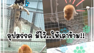 รวมคลิปหมาแมวตลกๆฮาๆ สัตว์เลี้ยงน่ารัก l Smile Animal cute baby cats & dog