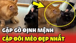 Cuộc gặp gỡ của CẶP ĐÔI MÈO đẹp nhất Meowbiz 😍 | Yêu Lu