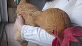 Ayam betina kecil dengan serius menyisir bulu