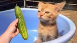 The Funniest Cat Videos of 2023 So Far - Crazy Kitty Antics! |Aww Pets