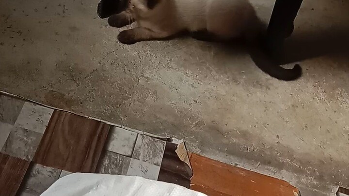 may cat