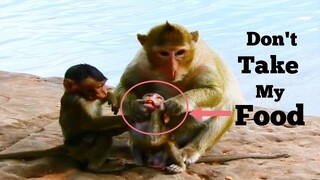 DON'T TAKE MY FOOD!!, BABY MONKEY WAS TAKEN FOOD BY BIG FEMALE MONKEY