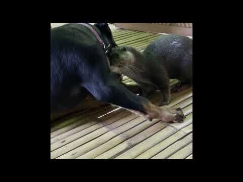 Otter & Rottweiler puppy playing. It looks rough but they are best friends. #shorts #otter
