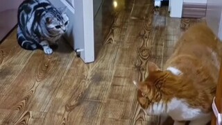 猫猫教你什么是真正的躲猫猫，步步都是那么的认真