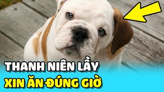 💥 Chú chó LẦY LỘI luôn đến XIN ĂN đúng giờ mỗi ngày tại quán quen | TIN GIẢI TRÍ