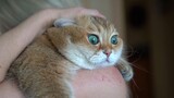 【Pet】What If I Pet A Quiet Kitten Crazily?