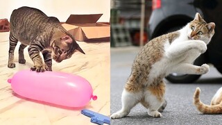 Funniest Animals - Best Of The 2021 Funny Animal Videos #18