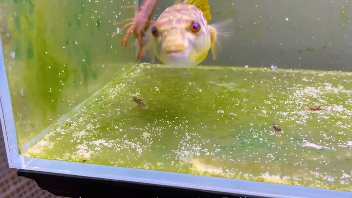 The puffer fish that has been single for a year has spawned on its own! I admit I panicked...