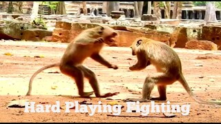 Hard Playing Fighting Monkeys Time Funny Fight, Very Adorable Monkeys Playing Hard​