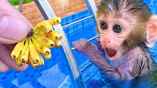Monkey Baby Bon Bon เก็บกล้วยในฟาร์มและแหวกว่ายด้วยลูกโป่งสีรุ้งในสระ