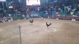 peruvian 2x winner @st. monica cock pit