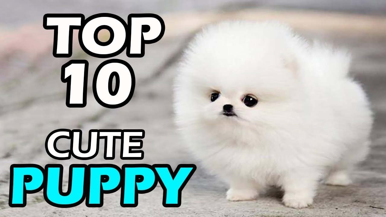 TOP 10 CUTE PUPPY BREEDS - Bilibili