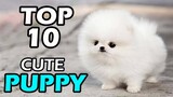 TOP 10 CUTE PUPPY BREEDS