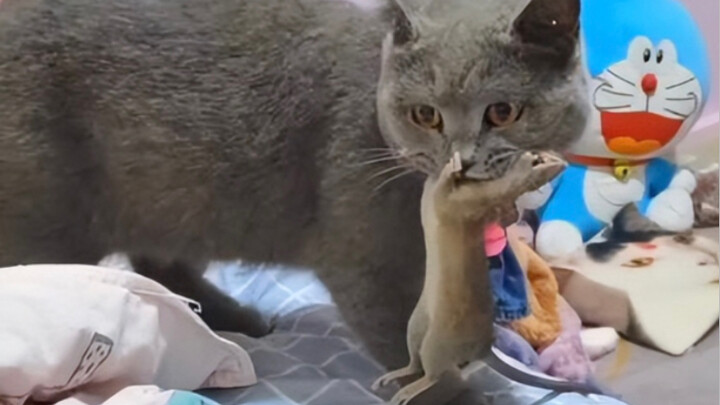 Tom: Siapa bilang kucing peliharaan kita tidak bisa menangkap tikus!