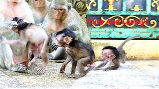Baby Monkeys Are Cute And Lovely, Why Mother Parents Do Like With Them?