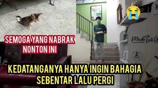 Astagfirullah Sedih Banget Anak Kucing Lumpuh Yang Berjalan Ngesot Gak Bisa Bertahan Di Klinik..!