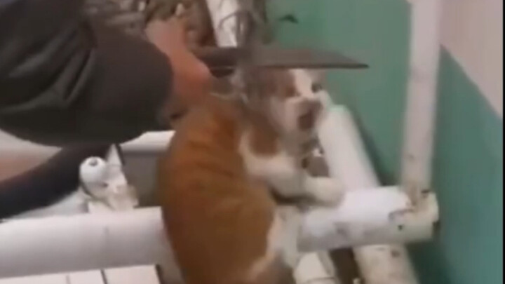 Cat: Help, someone is killing the cat!