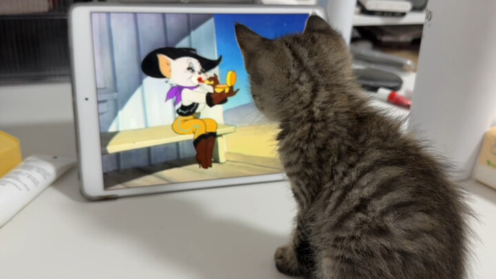 Show Tom and Jerry to the kitten