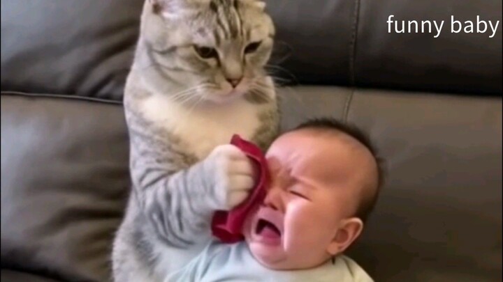 cute cat videos funny baby