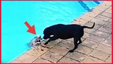Hero Dog Saves His Tiny Best Friend From Drowning.