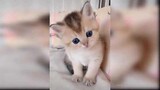 รวบรวมวิดีโอน้องแมวน่ารักและตลก - แมวน้อย 2020 3