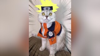 cat fyp naruto