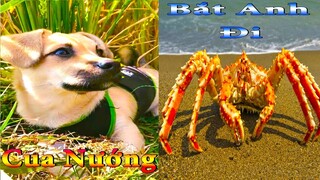 Dương KC | Bông Bé Bỏng Ham Ăn #13 | chó thông minh đáng yêu | funny cute smart dog pets Thú Cưng TV