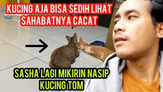 Subhan Allah Kucing Ini Melamun Memikirkan Sahabatnya Yang Gak Punya Tangan..!