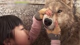 Little girl examines wolf's teeth
