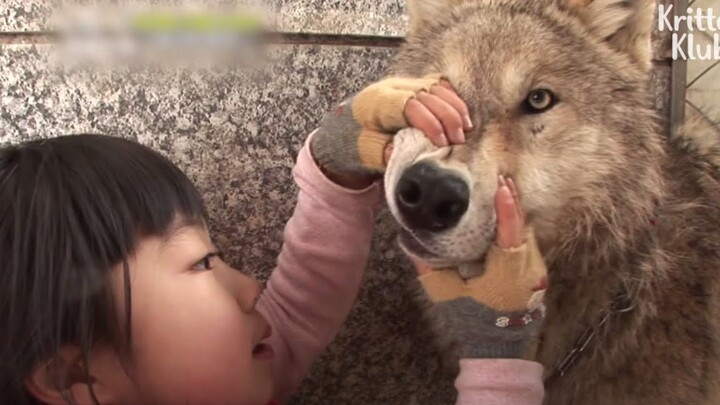 Gadis kecil memeriksa gigi serigala. Serigala: Apa kau sopan?