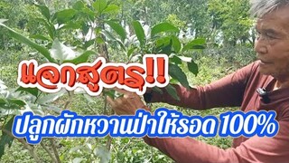 แจกสูตร‼️ปลูกผักหวานป่ารอด100%|ประสบการณ์ 30 ปี|ของลุงตี๋ @อ้ายวัช