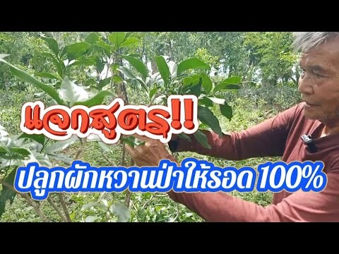 แจกสูตร‼️ปลูกผักหวานป่ารอด100%|ประสบการณ์ 30 ปี|ของลุงตี๋ @อ้ายวัช